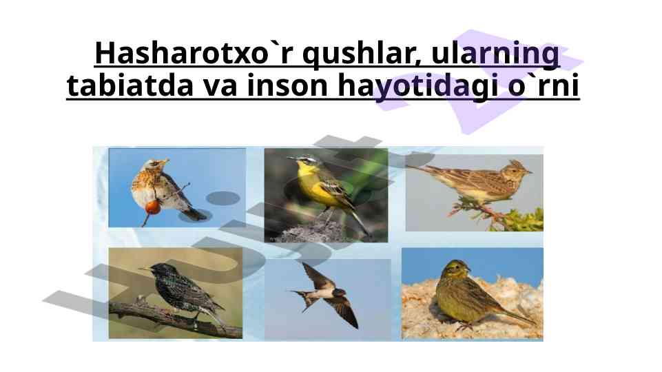 Hasharotxo'r Qushlar Va Ularning O'rni