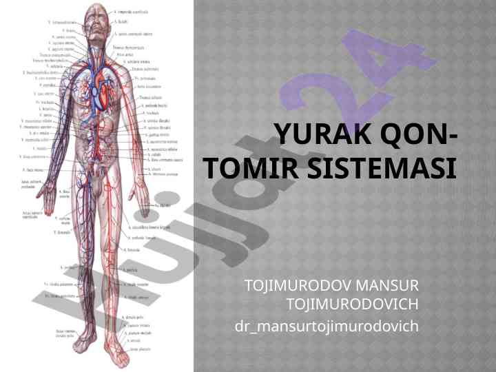 Yurak qon-tomir sistemasi va tuzilishi