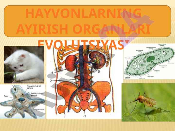 Hayvonlarning ayirish organlari evolutsiyasi va funksiyalari