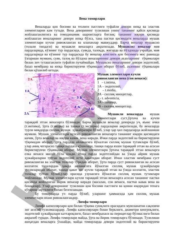Вена томи вена девори тузилиши ваҳолатлари