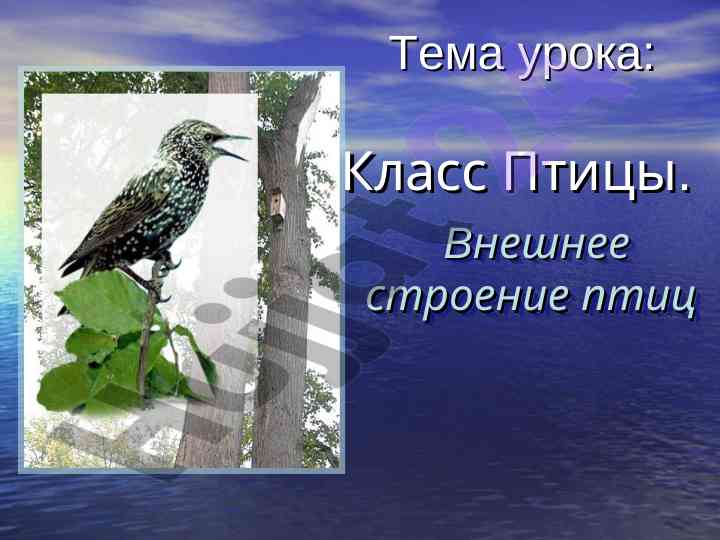 Внешнее строение птиц и их морфологические особенности