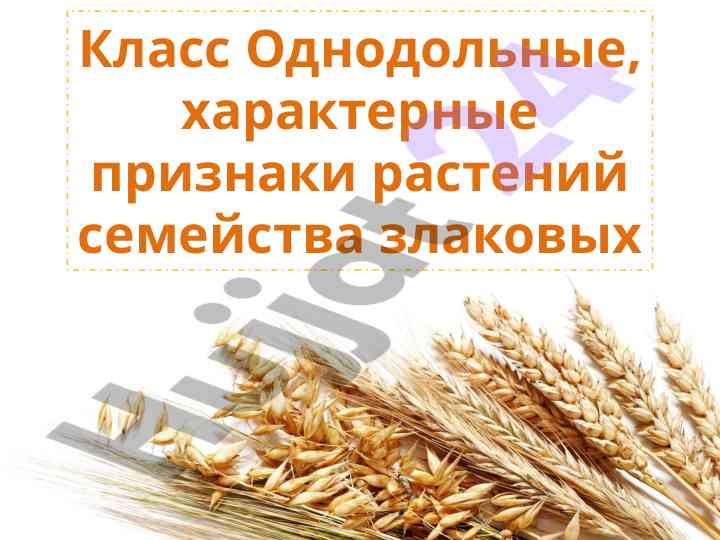 Priznaki odnodolnykh rasteniy semeystva zlakovykh