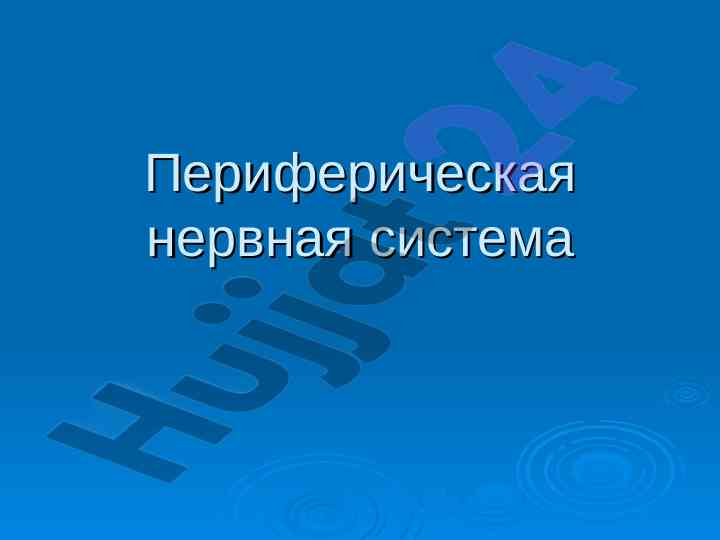Периферическая нервная система и её функции
