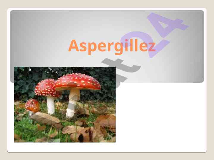Aspergillez turlari va invaziv aspergilez klinikasini o'rganish