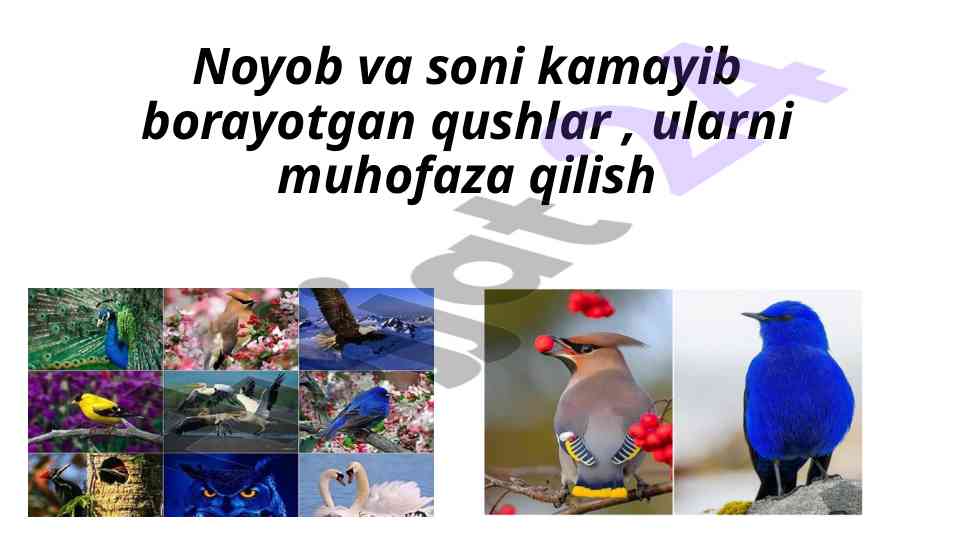 Noyob Va Soni Komayib Borayotgan Qushlar