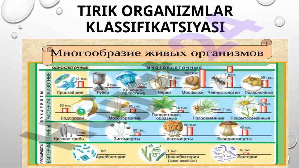 Tirik organizmlar klassifikatsiyasi va sistematika