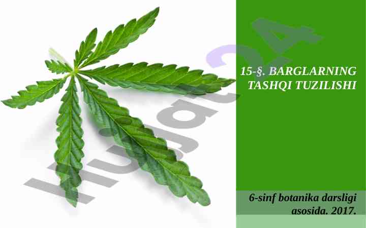 Barglarning tashqi tuzilishi 6-sinf botanika darsligi