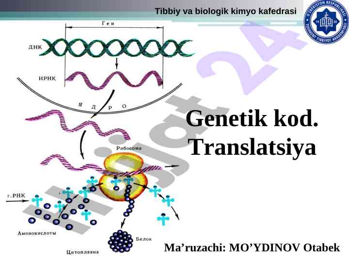 Genetik kod va oqsil sintezining asosiy bosqichlari