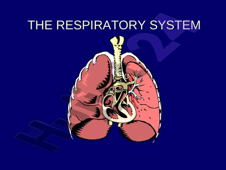 Overview of the respiratory system and its functions