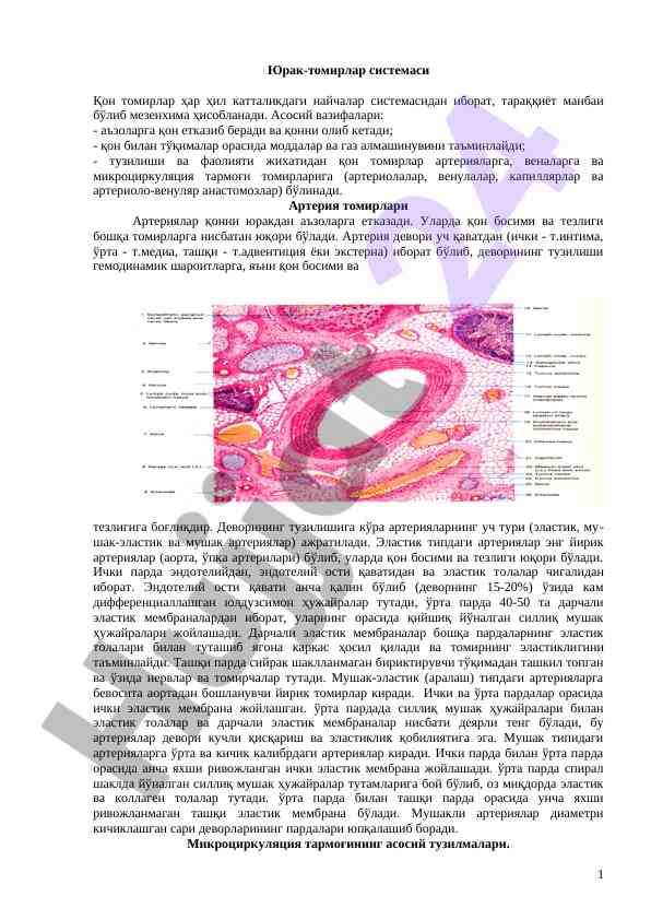 Юрак-томирлар системаси ҳақида маълумотлар