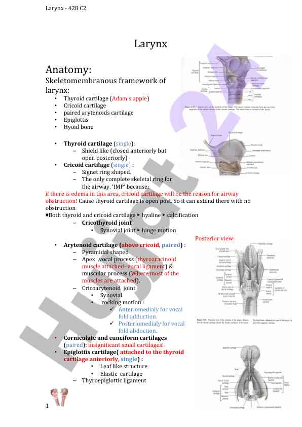 Larynx anatomy and cartilage structure overview