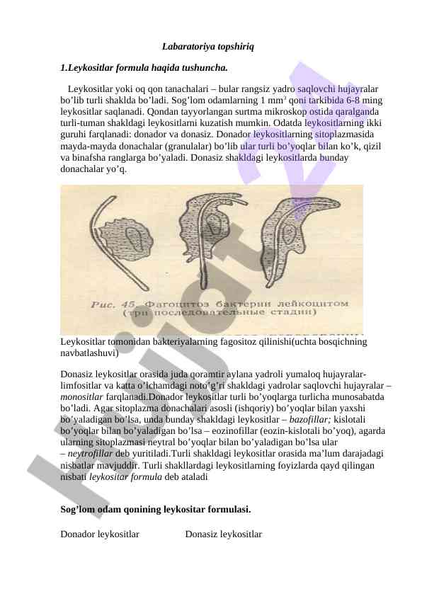 Leykositlar formula va fagositoz tushunchasi