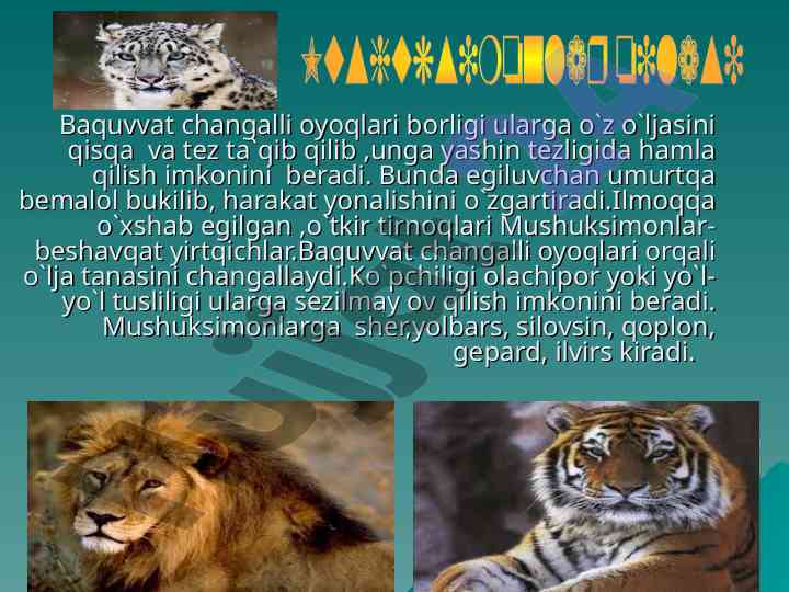 Mushuksimonlar va bo'risimonlar hayoti