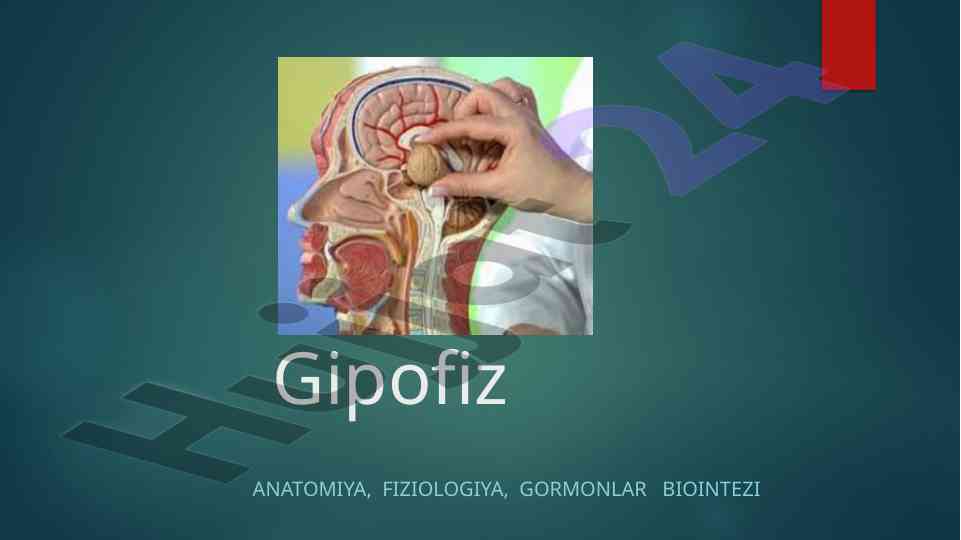 Gipofiz anatomiyasi va fiziologiyasi haqida ma'lumot