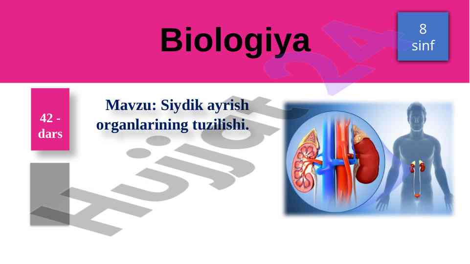 Siydik ajratish organlarining tuzilishi
