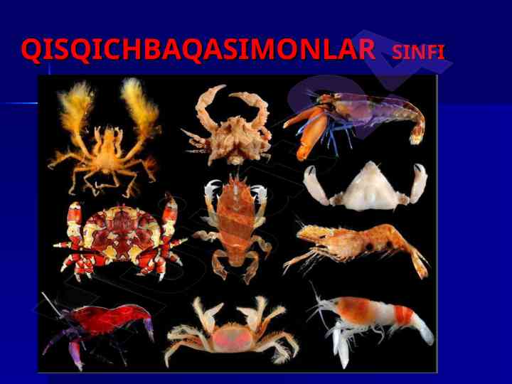 Qisqichbaqasimonlar sinfi tashqi tuzilishi va tana