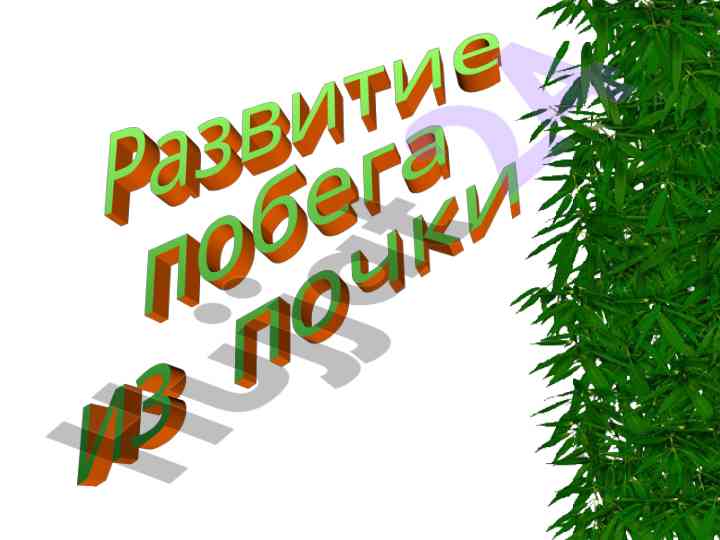 Struktura vegetativnogo pobeza i ego chasti