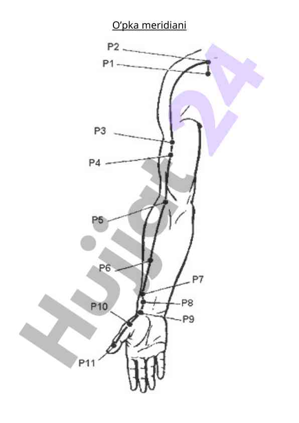 Understanding meridians in human anatomy