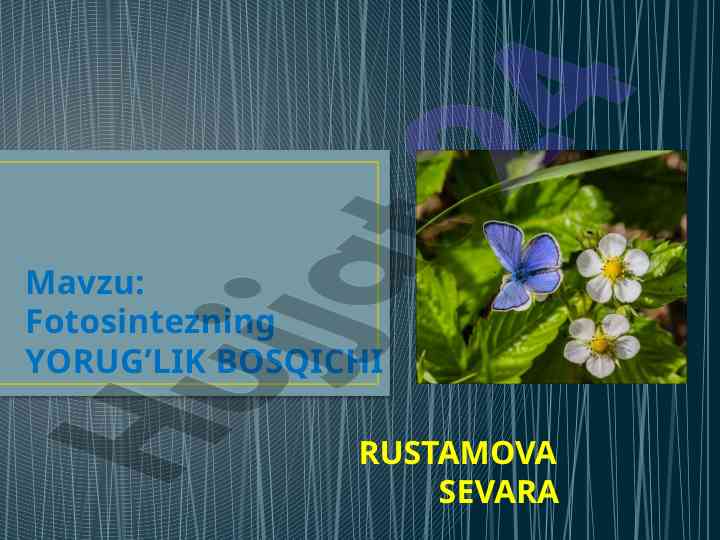 Fotosintezning Yorug'lik Bosqichi