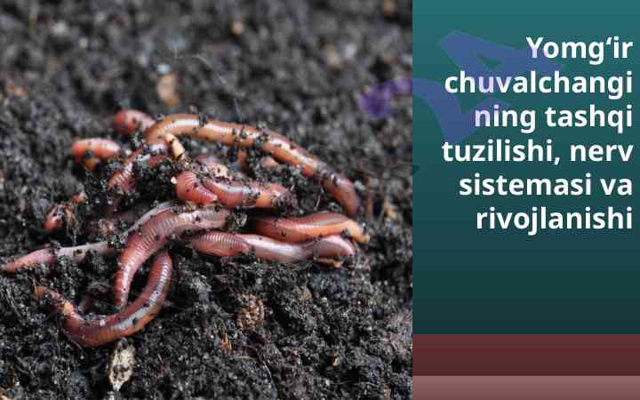 Yomg‘ir chuvalchangining tashqi tuzilishi va rivojlanishi