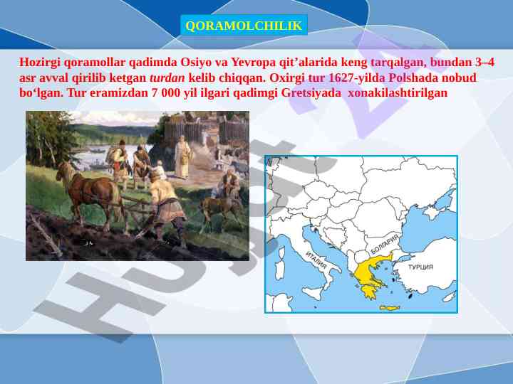 Qoramolchilik va qoychilik xususiyatlari