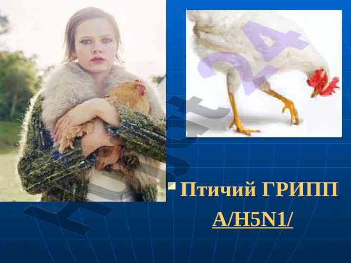 Птичий грипп а/h5n1: эпидемиология и патогенность