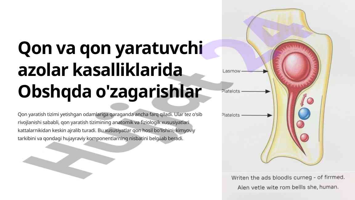 Qon yaratish tizimi va organlarining funksiyalari
