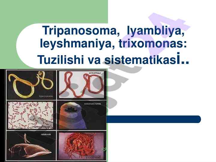 Tripanosoma va ularning rivojlanish sikllari tahlili