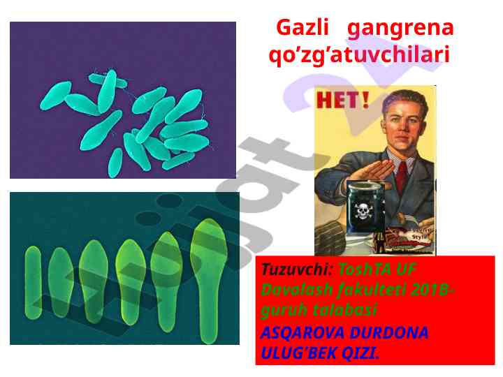 Gazli gangrena qo'zg'atuvchilari va ularning morfologiyasi