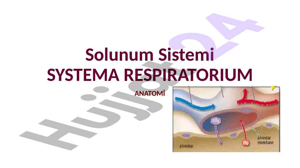 Solunum sistemi anatomisi ve fonksiyonları