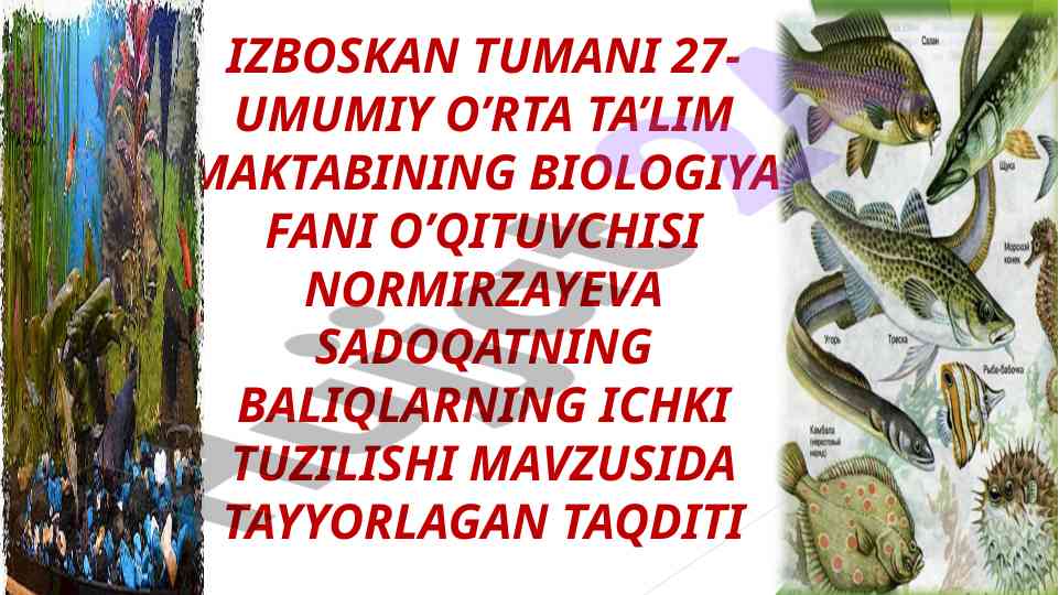 Baliqlarning ichki tuzilishi va hazm qilish tizimi