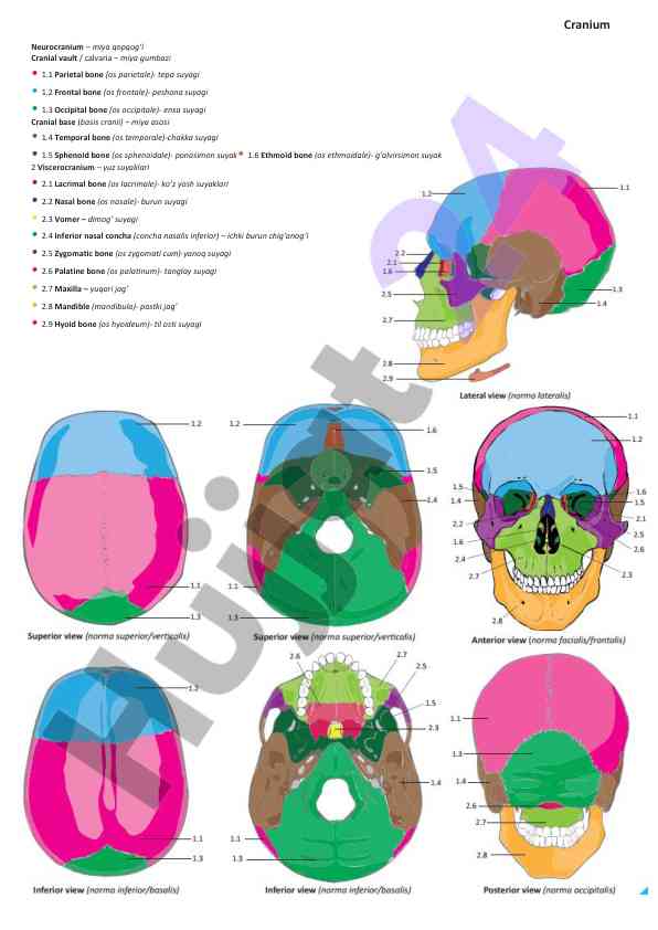 Cranium neurocranium anatomiyasi tahlili