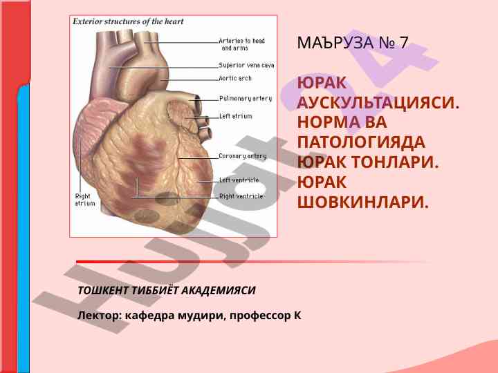 Yurak auskultatsiyasi norma va patologiyada