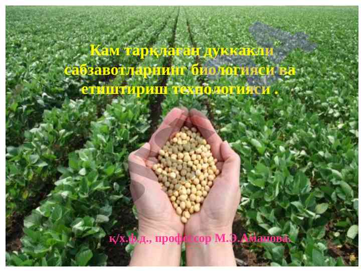 Kam tarqalgani dukkakli sabzavotlarning biologiyasi