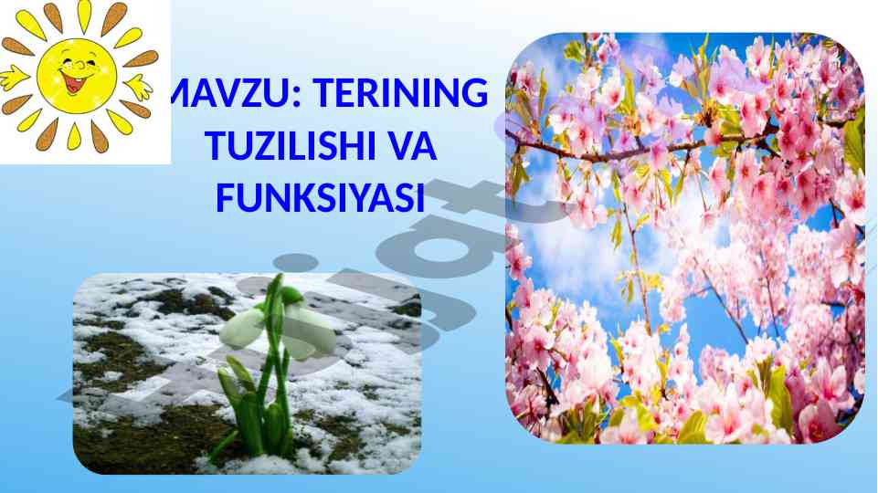 Terining tuzilishi va funksiyasi muammolari