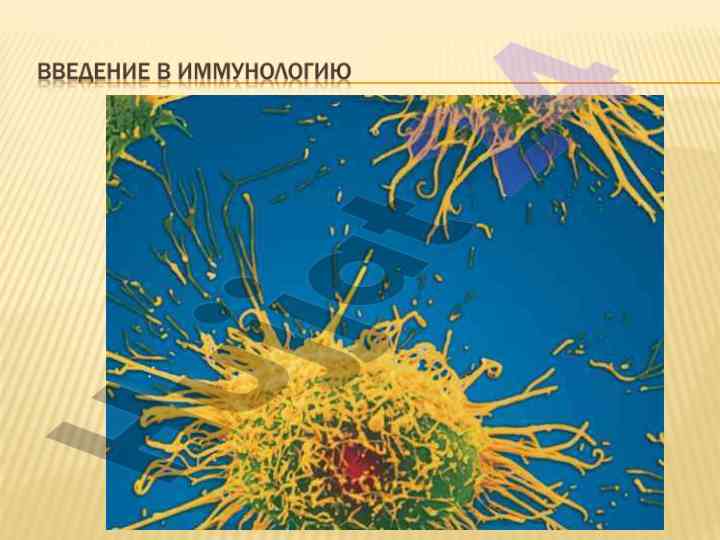 Иммунология: основы и проблемы исследований