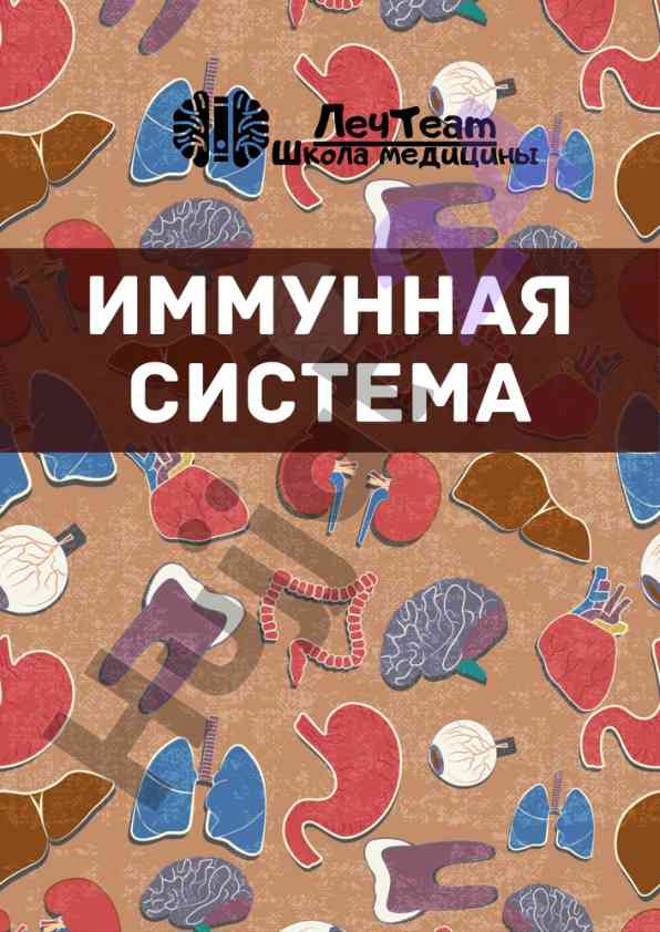 Анатомия иммунной системы и центральные органы