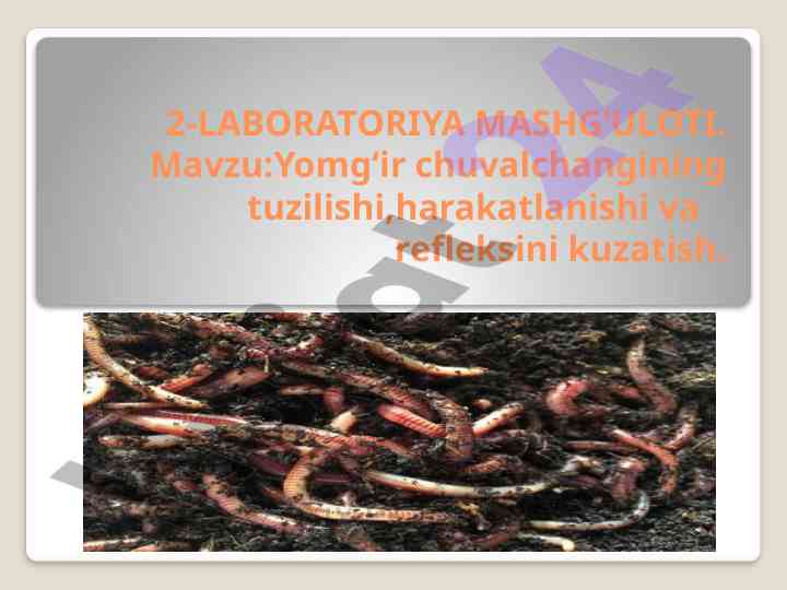 Yomg‘ir chuvalchangining tuzilishi va harakatlanishi