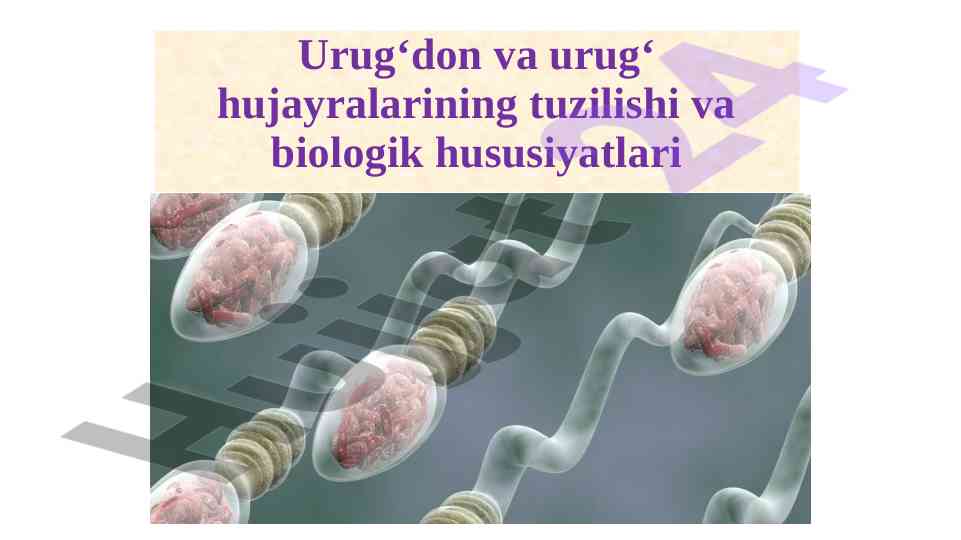 Urug‘don tuzilishi va funksiyalari