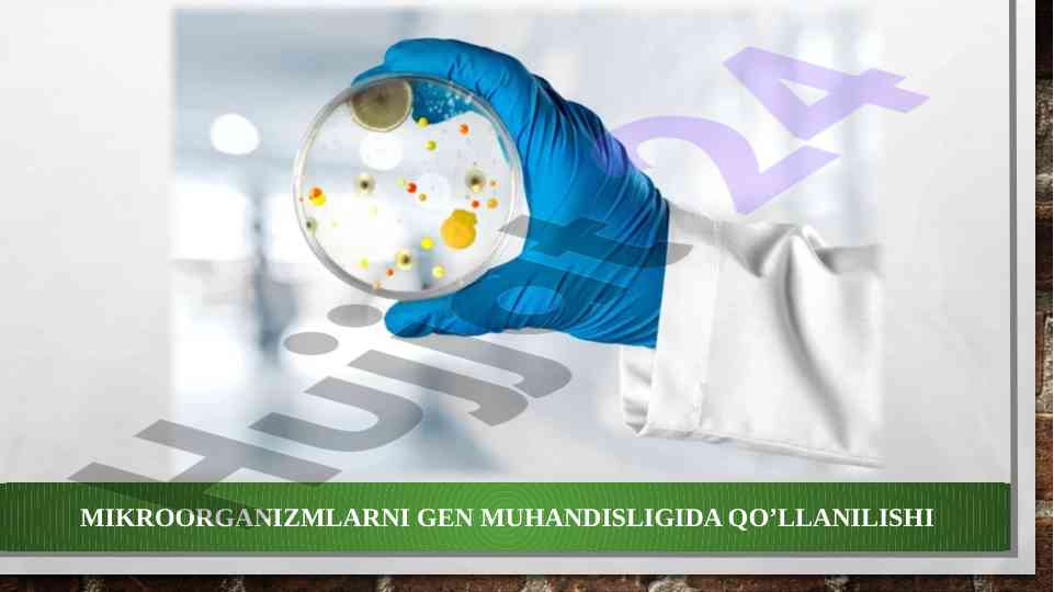 Mikroorganizmlarni gen muhandisligida qo‘llanishi