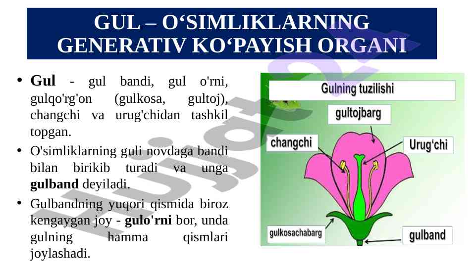 Gul o‘simliklari va ularning qismlari