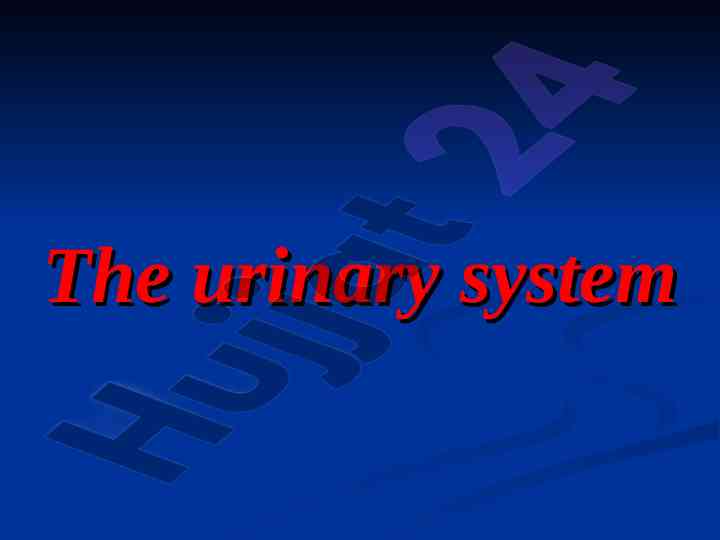 Understanding the urinary system and kidney functions