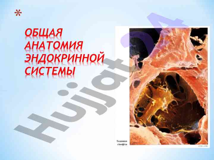 Endokrin tizim va uning xususiyatlari