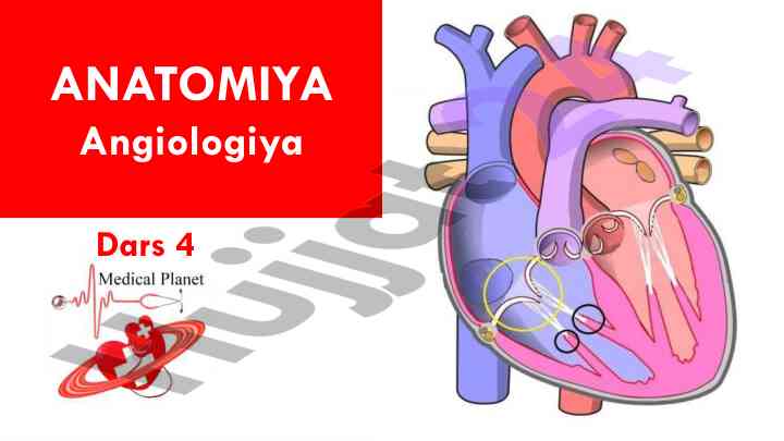 Anatomiyaning ichki uyqu arteriyasi dars 4