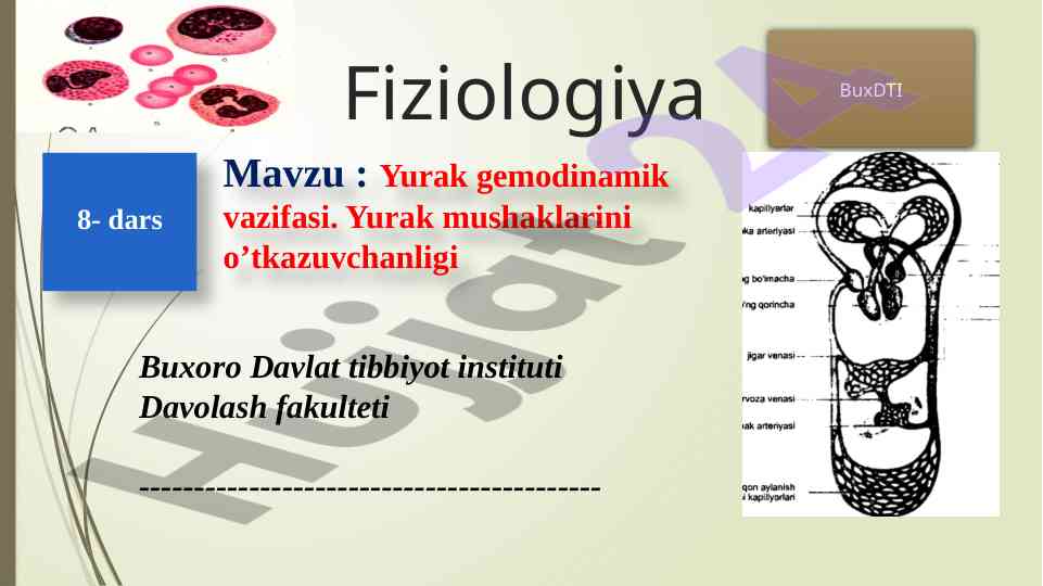 Yurak gemodinamik vazifasi va mushaklar fiziologiyasi