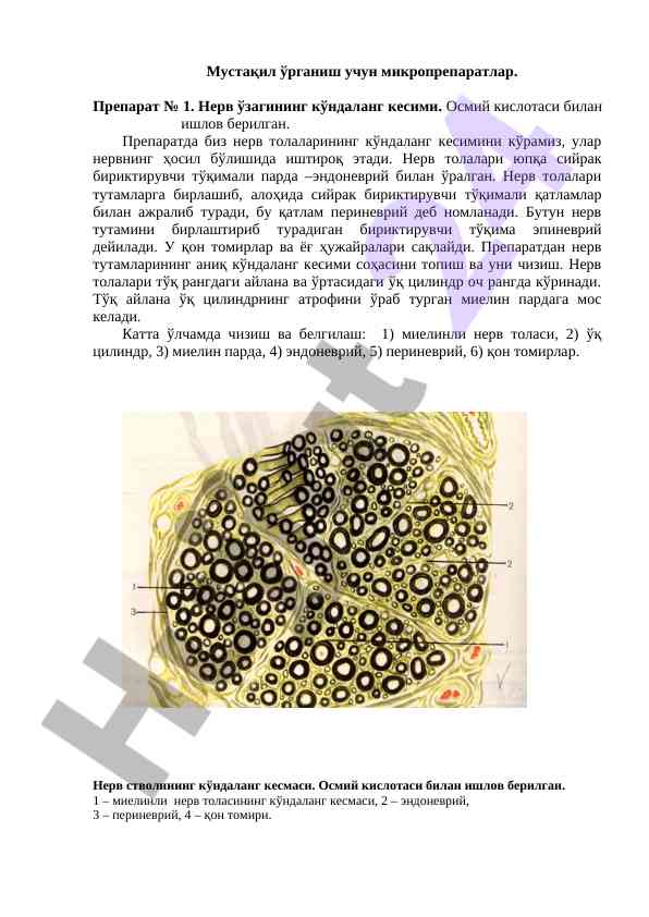Mikropreparatlar bilan nerve uzagini o‘rganish