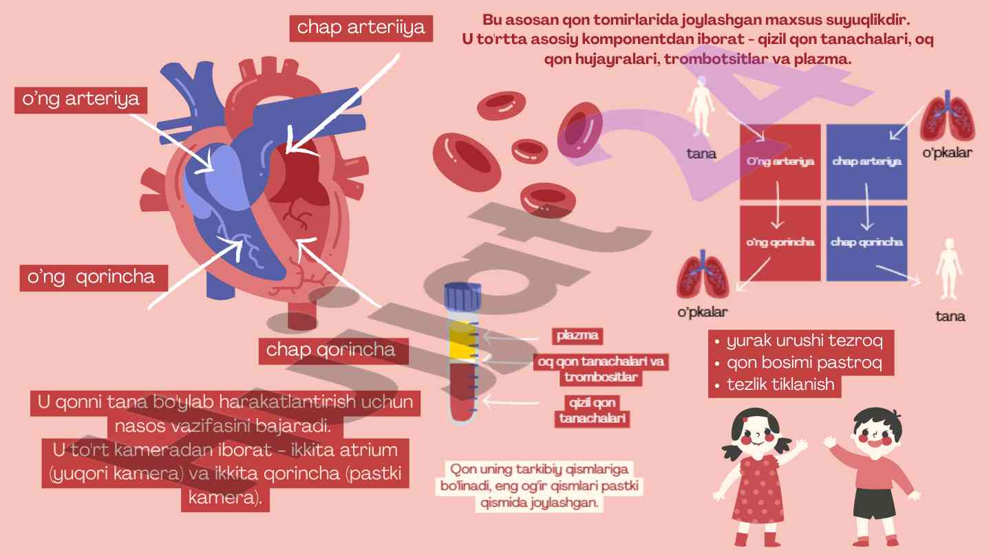 Yurakning fiziologiyasi va qon tomirlari