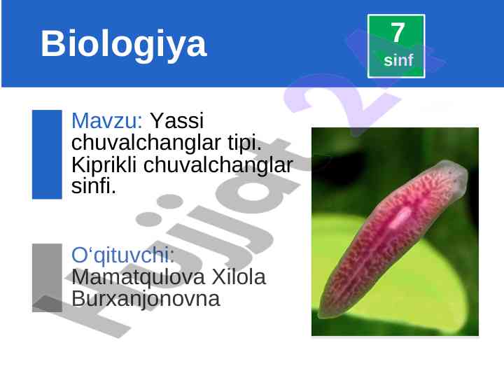 Yassi chuvalchanglar va kiprikli chuvalchanglar sinfi