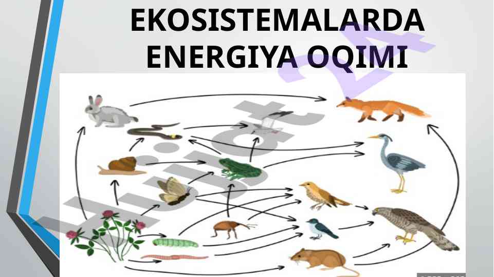 Ekosistemalarda energiya oqimi va oziq zanjiri