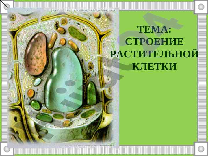 Строение растительной клетки и ее органоиды